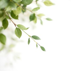 A watercolor-style soft background with delicate, blurred green leaves gently fading into the white space. The composition is light and airy, perfect for an elegant and artistic design