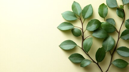 Green Leafy Branches Against a Pale Yellow Background