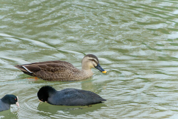 カルガモとオオバンが泳ぐ池