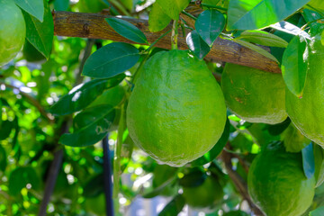 果樹園に実る大きなザボン