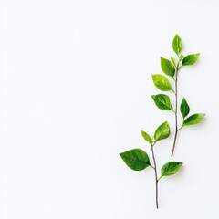 Fototapeta premium Sprouting leaves embody eco-friendliness in a minimalist white space arrangement