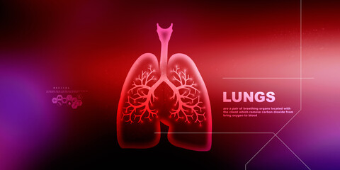 2d illustration Healthy Human Lungs 
