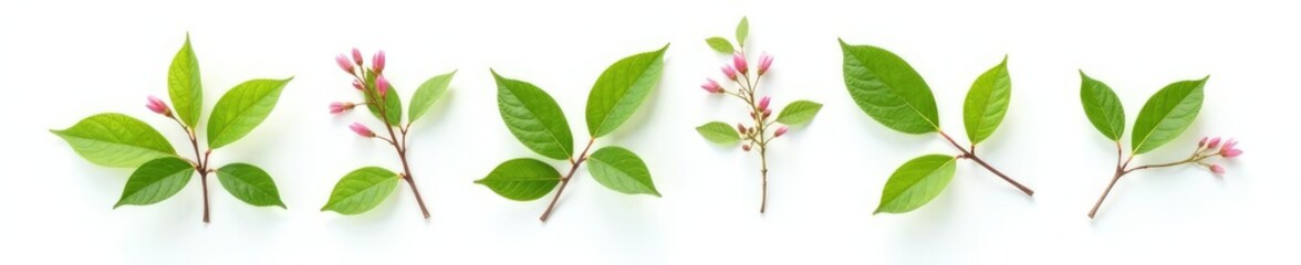 Fototapeta premium Leafy branch isolated on white background with a small pink flower, nature, bloom, foliage