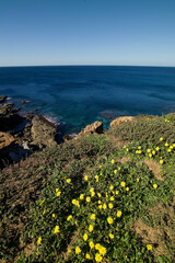 yellow acetosella, Oxalis flowers on the coast, sea and rocks Cliffs at Porto Ferro Porticciolo, Alghero, Sardinia.