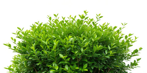 Green Bush on White Background, Vibrant, Organic Plant