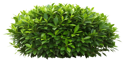 Obraz premium Green Bush on White Background, Healthy, Vibrant Shrub