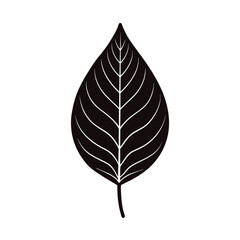 leaf vector illustration