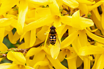 Close-up view of hoverfly resting on bright yellow flowers Forsythia. Intricate details of insect are captured amid colorful bloom, depicting serene springtime nature scene