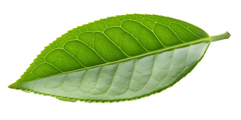 Obraz premium Green Tea Leaf on White Background, Fresh, Organic Green Leaf