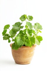 Naklejka premium Trendy Pelargonium plant in earthy pot against clean white background