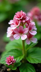 Tiarella Candy Stripe flowering on a slope or incline, foliage plant, blooms, flowering plants