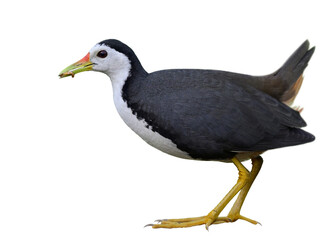 black and white bird picking worm meal in its beaks isolated on white background, white-breasted waterhen