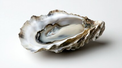 A close-up of a freshly shucked oyster, highlighting the briny liquid and soft textures of the shell, set against a white backdrop.