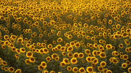 yellow flowers, agricultural products. photos of sunflowers.