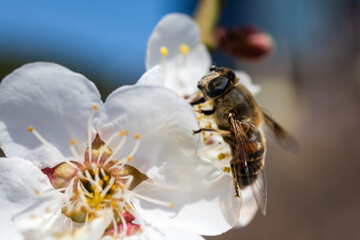 bee at the plum blossom in spring