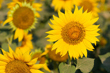 yellow flowers, agricultural products. photos of sunflowers.