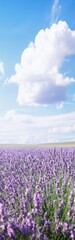 Fototapeta premium Blooming lavender field under a bright sky with clouds and vibrant colors in full view