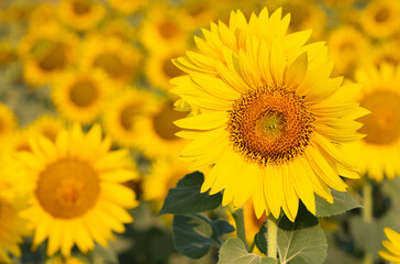 yellow flowers, agricultural products. photos of sunflowers.