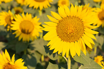 yellow flowers, agricultural products. photos of sunflowers.