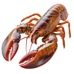 A large red lobster with a long antennae