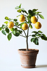 lemon fruit plant in pot. Generative AI