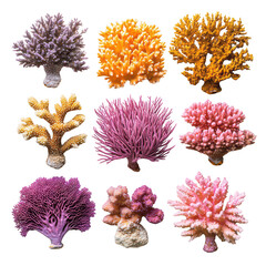Corals isolated on white or transparent background