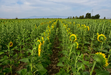 yellow flowers, agricultural products. photos of sunflowers.