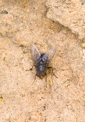 Urban bluebottle blowfly, Calliphora vicina in autumn, on a stone. One of the key forensic entomolgy species. Sardinia, Italy