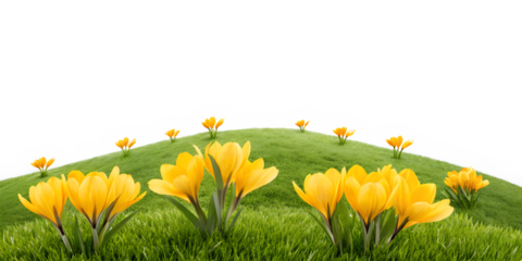 Vibrant Yellow Flowers Blooming on Grassy Hill in Nature, Natural, Stunning Yellow Flowers