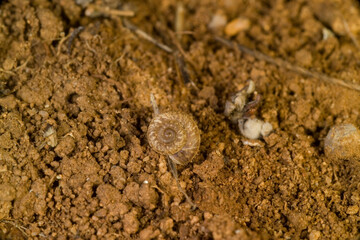 snail on the ground Rounded snail (Discus rotundatus) on the underside of a piece of rotten wood on the forest floor. Sardinia, Italy.