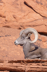 Desert Bighorn Sheep ram in the Nevada Desert