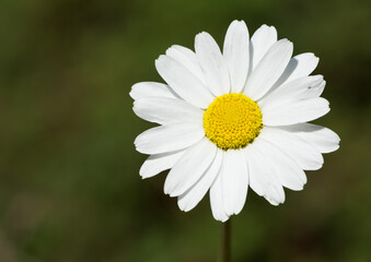 Obraz premium natural flower images. wild daisy photos.
