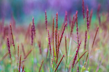 A beautiful patch of meadow in the afternoon, Andropogon gerardi, known as tall bluestem, bluejoint, and turkeyfoot