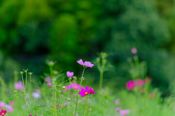 緑の背景に映えるピンクのコスモス