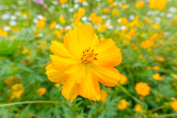 黄色のキバナコスモスが咲く鮮やかな花畑
