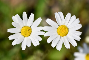 Obraz premium natural flower images. wild daisy photos.