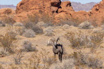 Desert Bighorn Sheep ram in the Nevada Desert