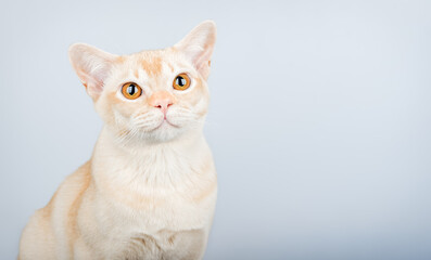 Portrait of a Burmese cat against a blue wall.