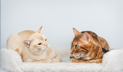 Two cats are talking to each other at home.