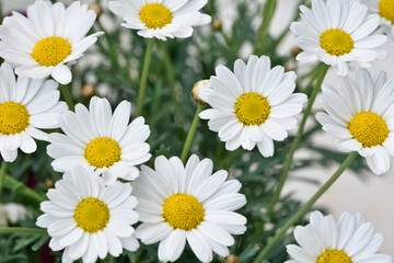 natural flower images. wild daisy photos.