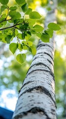 Fototapeta premium Bright green leaves adorn a white-barked birch tree as it extends skyward against a backdrop of clear blue skies in spring.