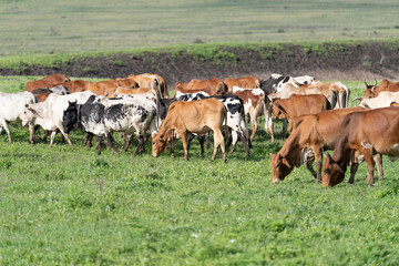 Cows in Africa