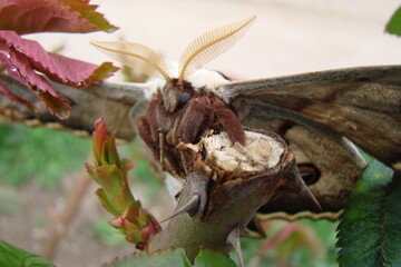 moth on a flower