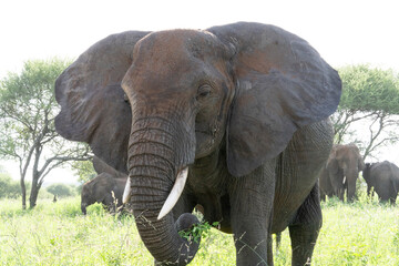Elephant, tarangire national park tanzania big 5 safari
