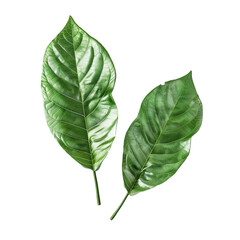 Two Green Leaves on Black Background