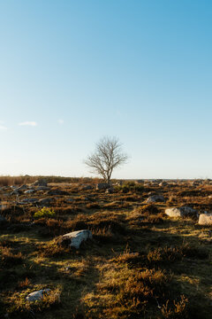 Lone Tree in Open Landscape at N&auml;sbokrok Nature Reserve