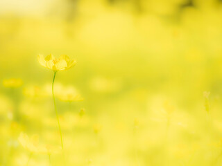 秋の公園や花壇を彩るコスモス（キバナコスモス）のある風景。背景。自然風景素材。明るい日差しでふんわりとボケた景色。