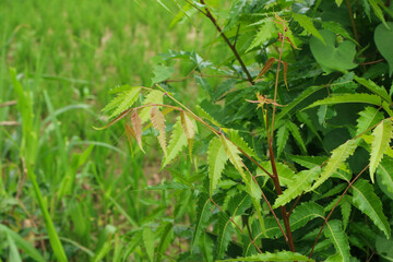 Close-up view of Neem tree leaves, showcasing vibrant green foliage with hints of reddish-brown new growth. The background subtly features a field of grass.