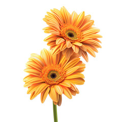 Orange Gerberas against Black Background