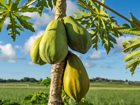 Green papayas growing on tree with blue sky background. Tropical papaya fruits hanging from tree trunk in plantation. Fresh unripe papayas on tree in organic farm